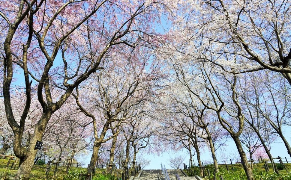 東山動植物園の桜の回廊