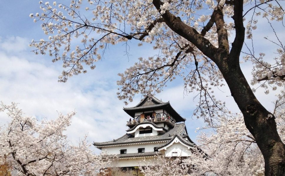 犬山城は愛知を代表する桜名所