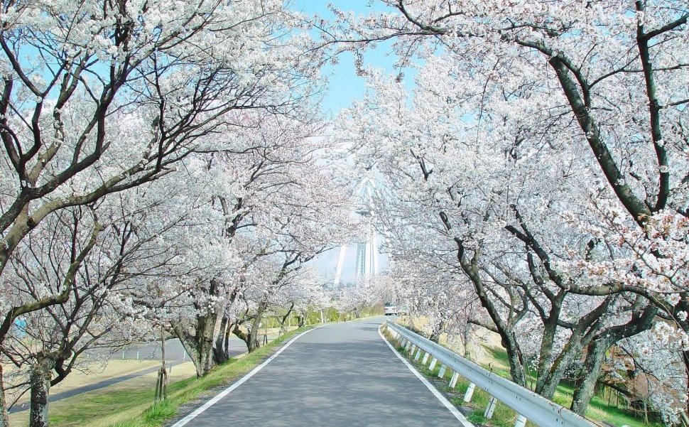 木曽川堤は桜の名所