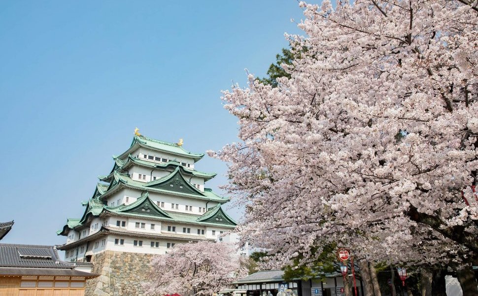 名古屋城は人気の桜名所