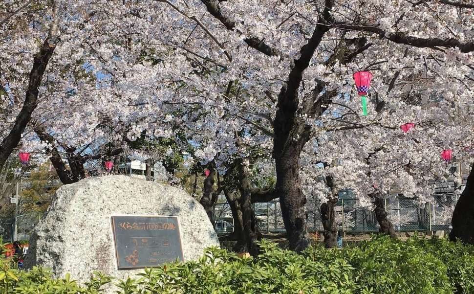 鶴舞公園は人気の桜スポット