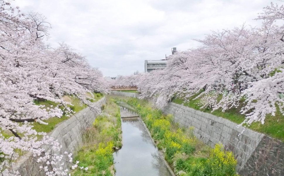 桜並木が美しい山崎川