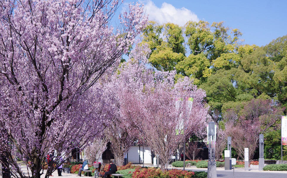 名古屋の桜スポットの一つ徳川園