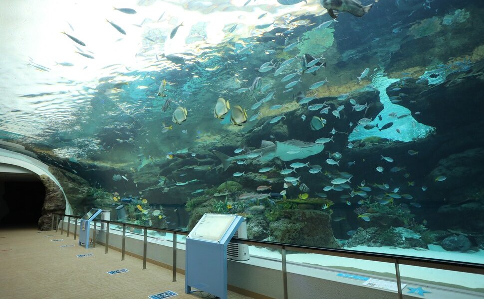 名古屋港水族館のサンゴ礁大水槽