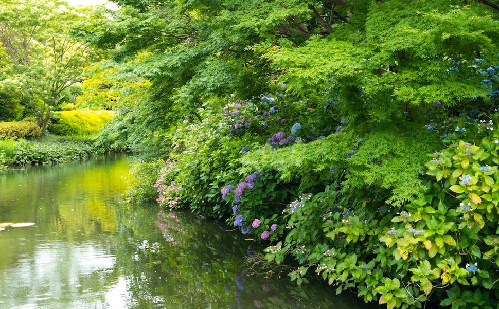 「デンパーク」水生植物の池
