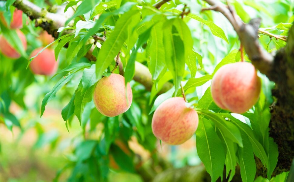 桃の収穫体験