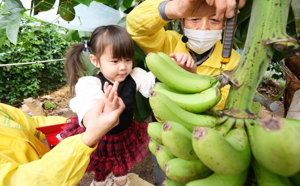 稲沢フルーツ園でバナナもぎとり体験