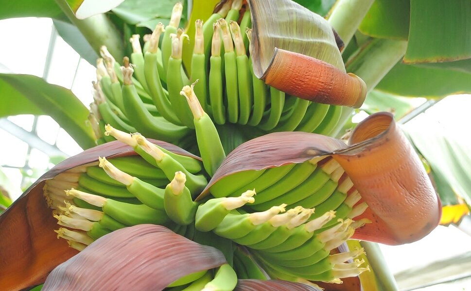バナナのもぎとり体験ができる稲沢フルーツ園