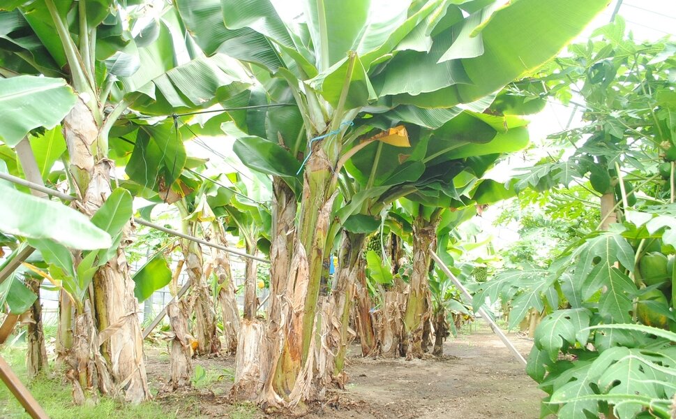 バナナのもぎとり体験ができる稲沢フルーツ園