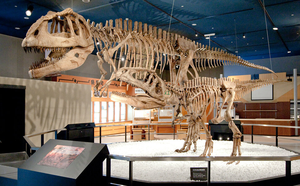 名古屋市科学館のマプサウルス