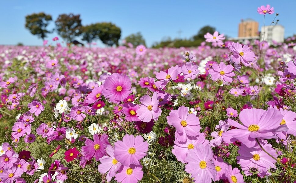 愛知県にある愛知牧場の秋のコスモス花畑