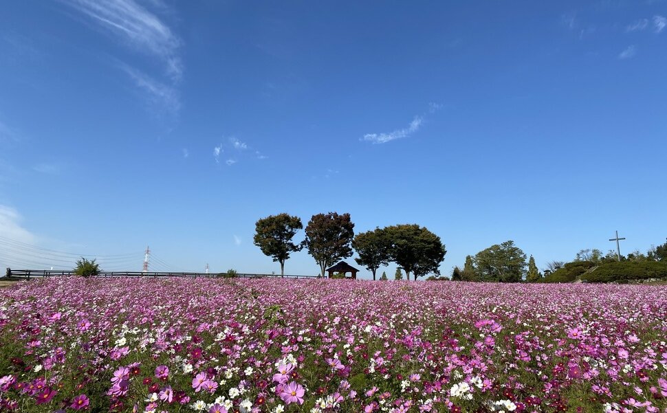 愛知県にある愛知牧場の秋の花畑