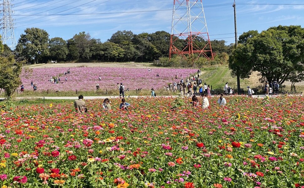 愛知県にある愛知牧場の秋の花畑