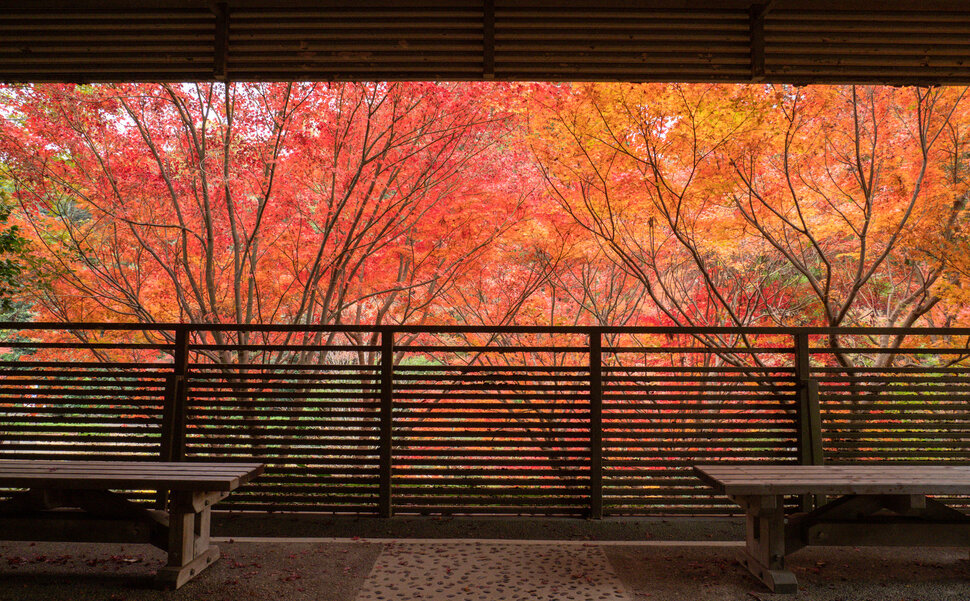 愛知県名古屋市のレジャースポット東山動植物園の紅葉
