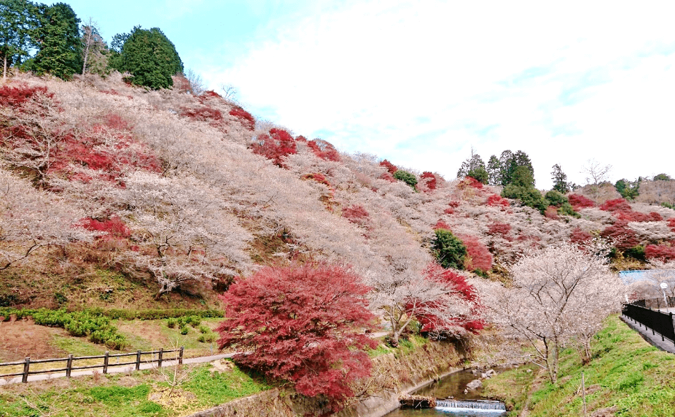 愛知県豊田市の小原四季桜