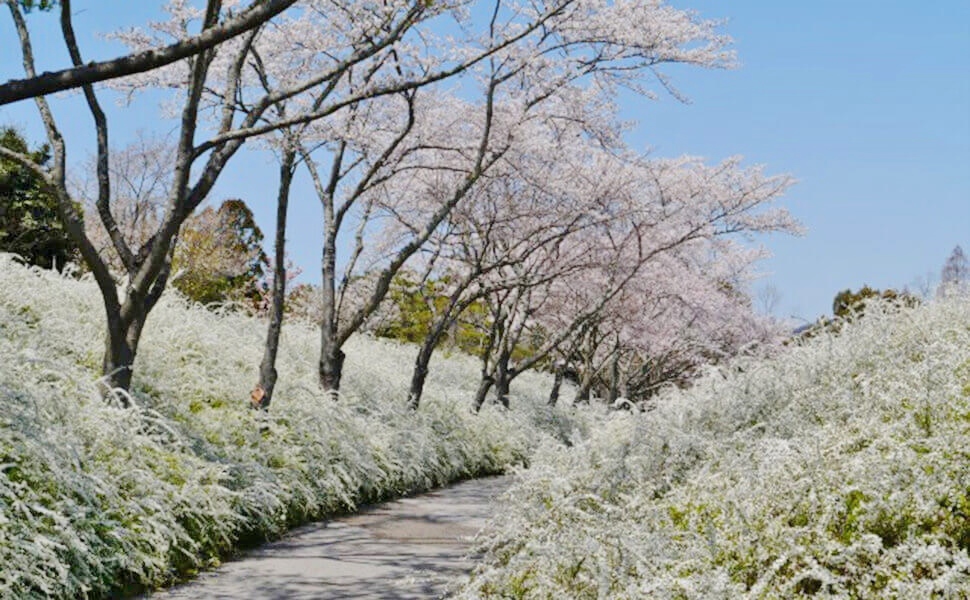 愛知県緑化センター桜とユキヤナギ