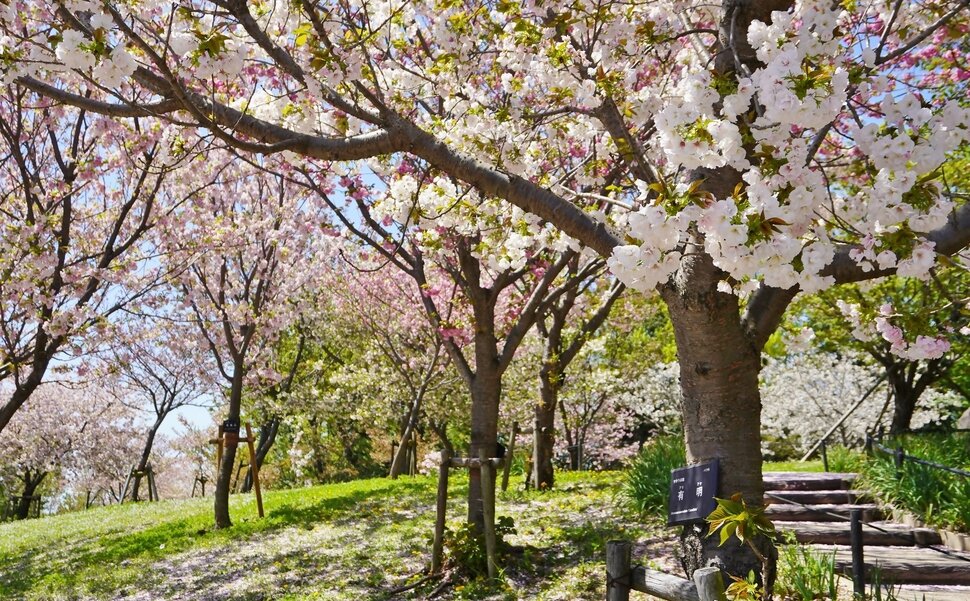 名古屋のレジャースポット東山動植物園の桜