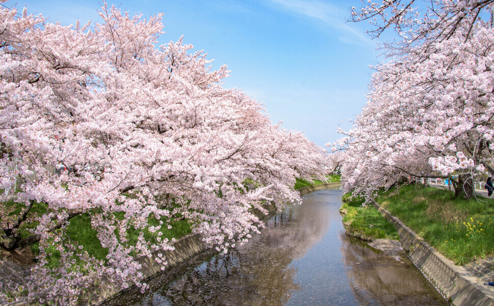 愛知の桜の名所　岩倉五条川の桜