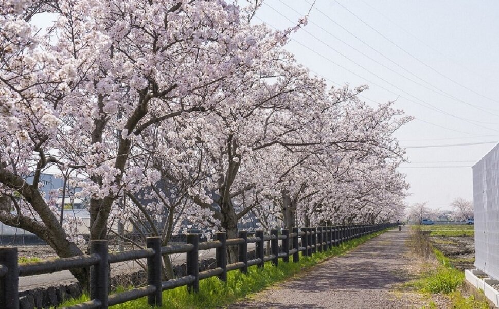 稲沢市の桜の名所「咲楽ネックレス」