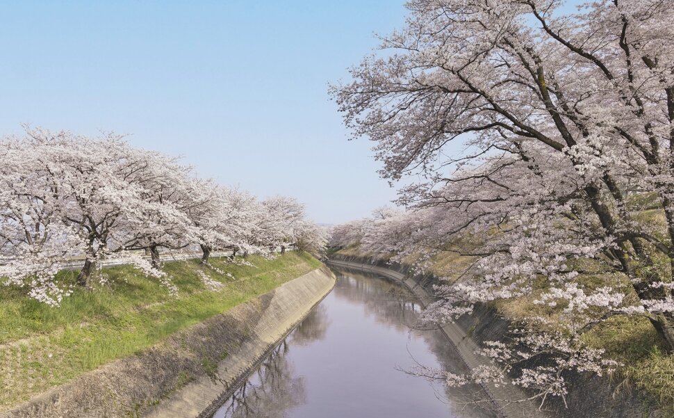 新境川堤「百十郎桜」