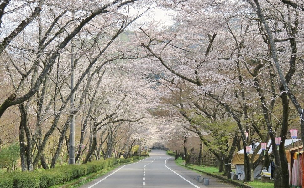 寺尾ヶ原千本桜公園