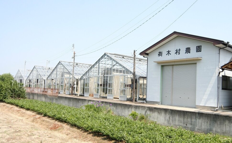 金時生姜を栽培する稲沢市の木村農園